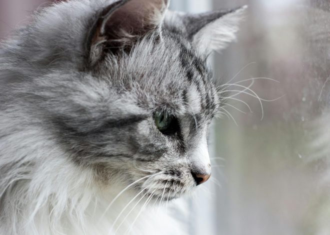 Maine Coon Kittens for Sale Bay Area | Beautiful, Socialized Cats