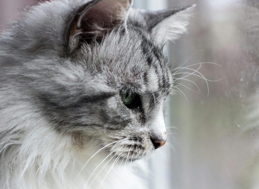 Maine Coon Kittens for Sale Bay Area | Beautiful, Socialized Cats