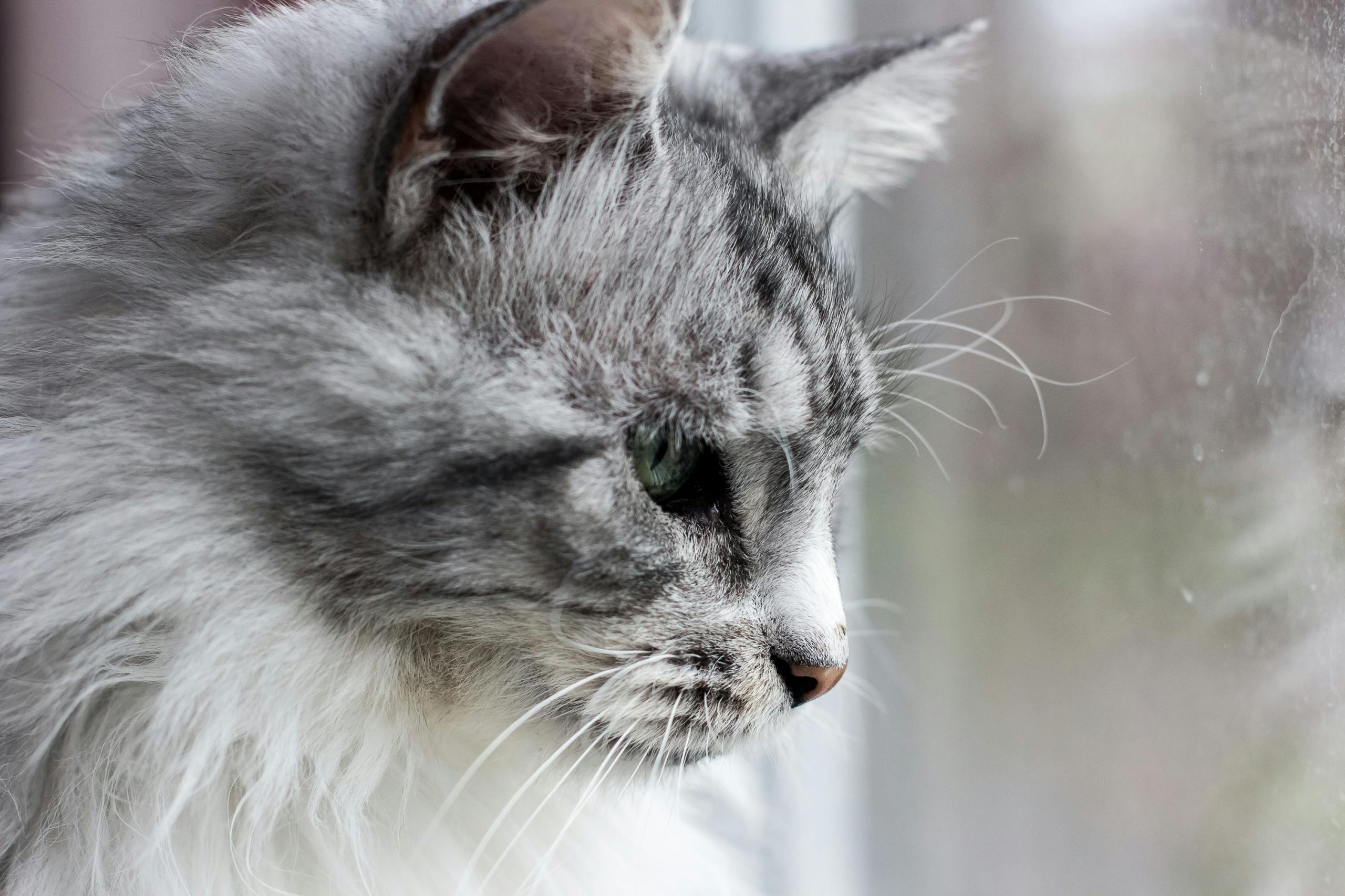Maine Coon Kittens for Sale Bay Area | Beautiful, Socialized Cats